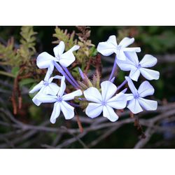 Close-up of purple flowers blooming against blue sky