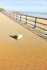 Dog on beach against sky