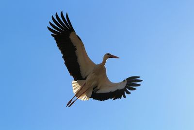 Low angle view of bird flying against clear blue sky