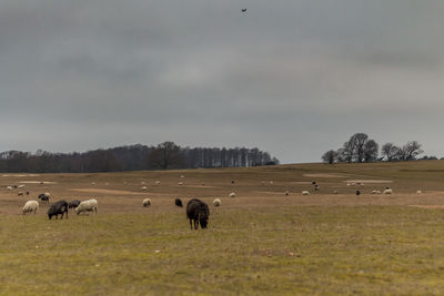 Sheep grazing on field against cloudy sky