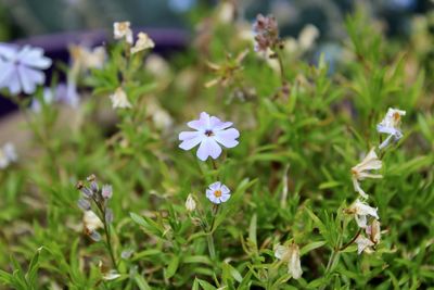 Close-up of white flowering plants on field