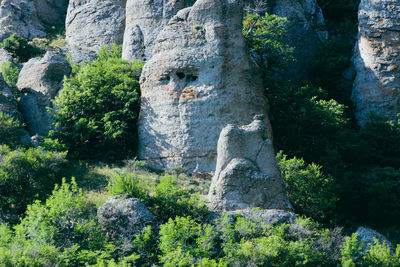 Low angle view of plants growing on rock