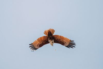 Low angle view of bird flying against clear sky