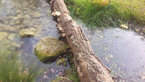 Close-up of tree trunk