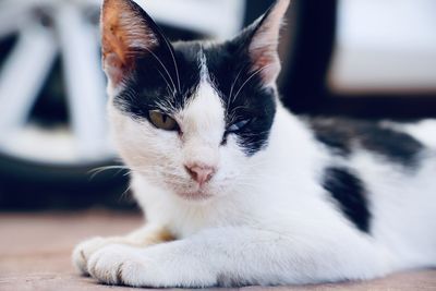 Close-up portrait of cat