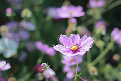 Close-up of purple flower