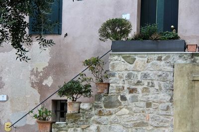 Low angle view of potted plants against building