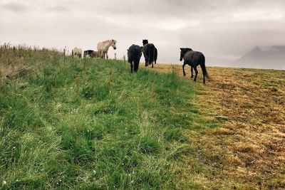 Cows walking on field against sky