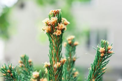 Close-up of flowers