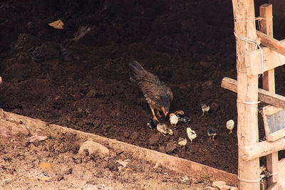 Mother hen foraging with her chicks at the farm