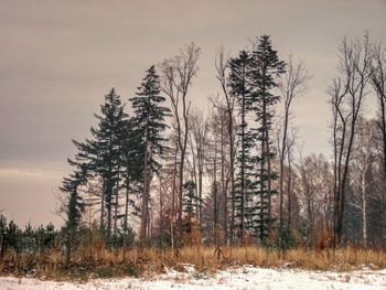 Scenic view of trees on snowy landscape