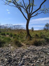 Tree on field against sky