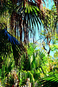 Palm trees growing in park