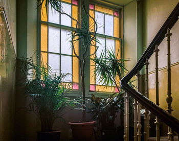 Potted plants on window of building