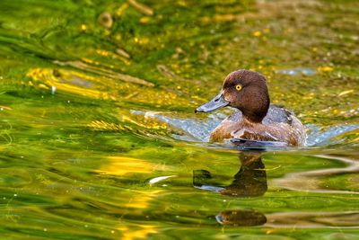 Close-up of duck swimming in lake