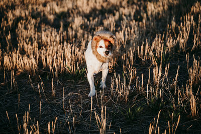 Portrait of dog running