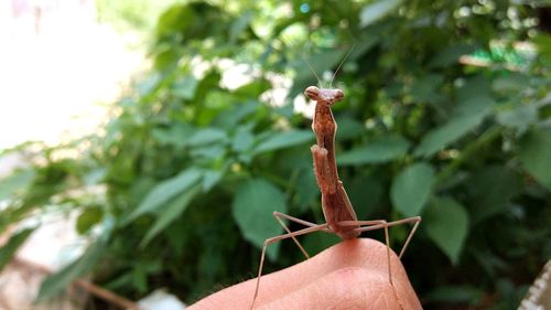 Close-up of insect on leaf