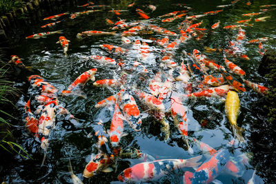 High angle view of koi carps swimming in lake