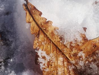 Close-up of dry maple leaves during winter