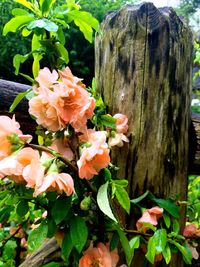 Close-up of flowers blooming outdoors