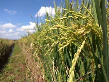 Close-up of crops growing on field against sky