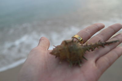 Close-up of hand holding small sea