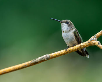 Close-up of bird perching on branch