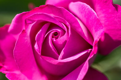 Close-up of pink rose