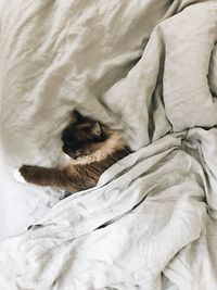 High angle view of cat sleeping on bed at home