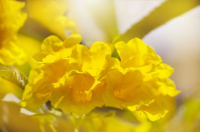 Close-up of yellow flowering plant