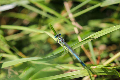 Blue featherleg dragonfly, platycnemis pennipes on a green blade of grass