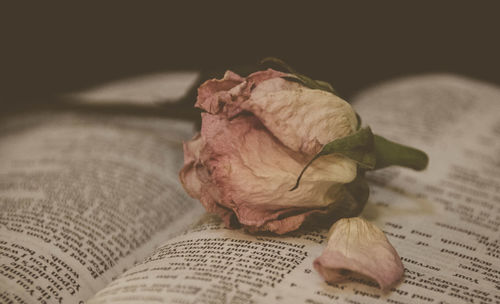 Close-up of dried rose on open book