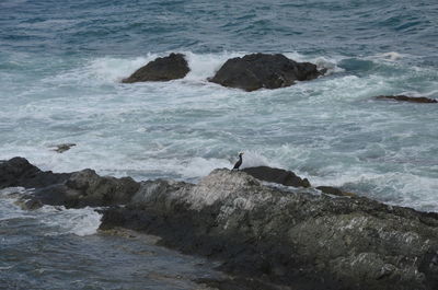 View of bird on rock at sea shore