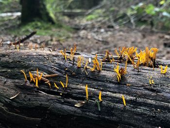 Close-up of insect on wood