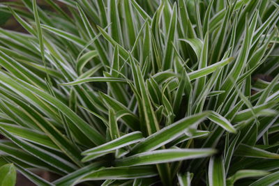 Full frame shot of fresh green plants