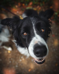 Close-up portrait of black dog