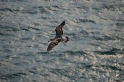 High angle view of bird flying against sea