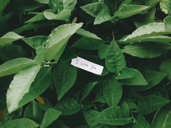 High angle view of leaves on plant