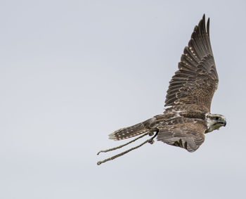 Low angle view of eagle flying against clear sky