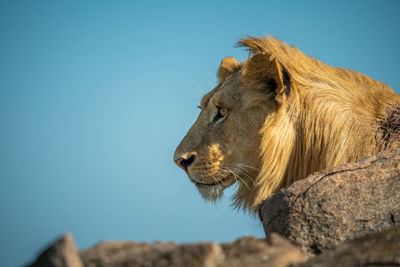 Close-up of male lion lying on rock