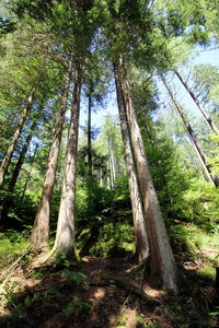 Trees in forest