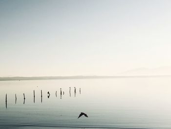 Swans swimming in lake against clear sky