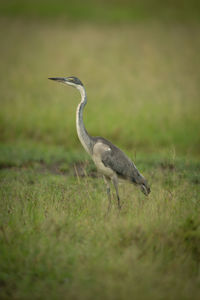 Black-headed heron stands in profile in grass