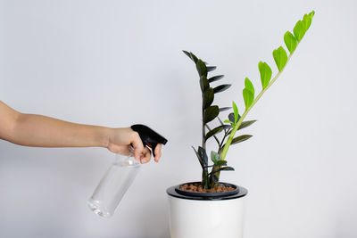 Midsection of person holding potted plant against white background