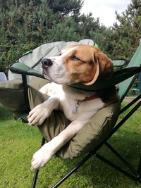 Close-up of dog sitting on field