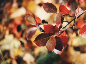 Close-up of leaves on twig