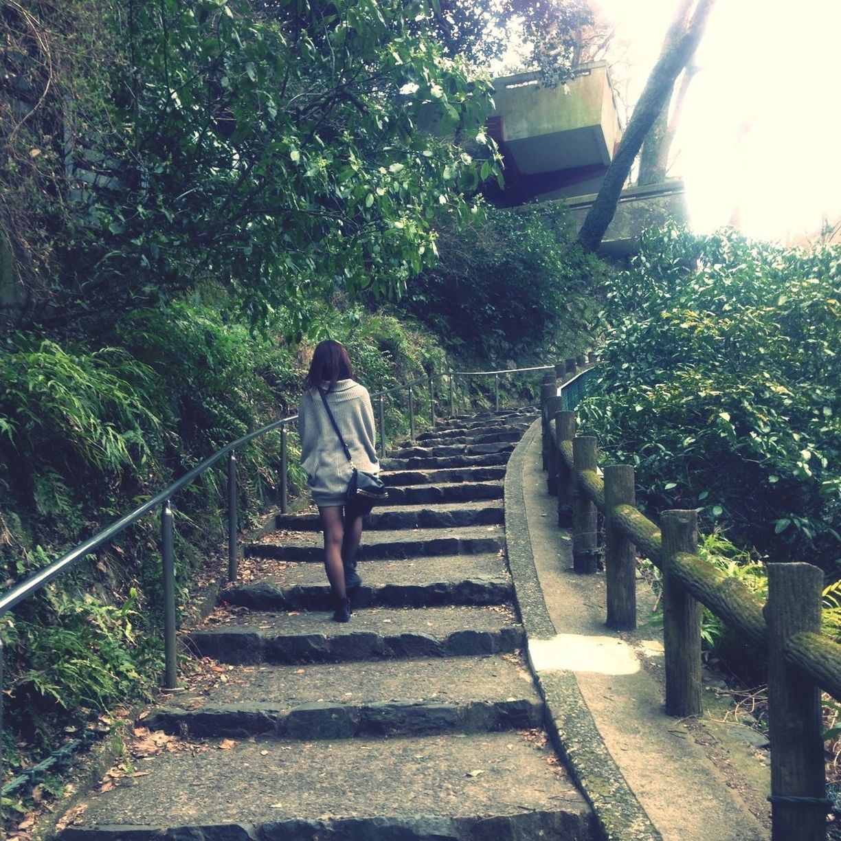 full length, rear view, tree, the way forward, lifestyles, railing, steps, walking, leisure activity, casual clothing, sunlight, plant, steps and staircases, footpath, staircase, person, growth, men