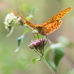 Close-up of butterfly on purple flower