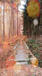 Footpath amidst trees in forest during autumn