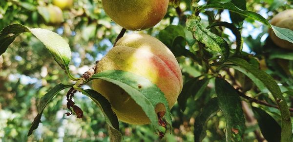 Close-up of fruit growing on tree